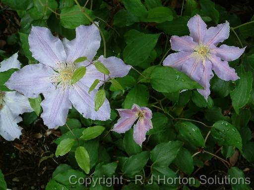 Clematis blue 